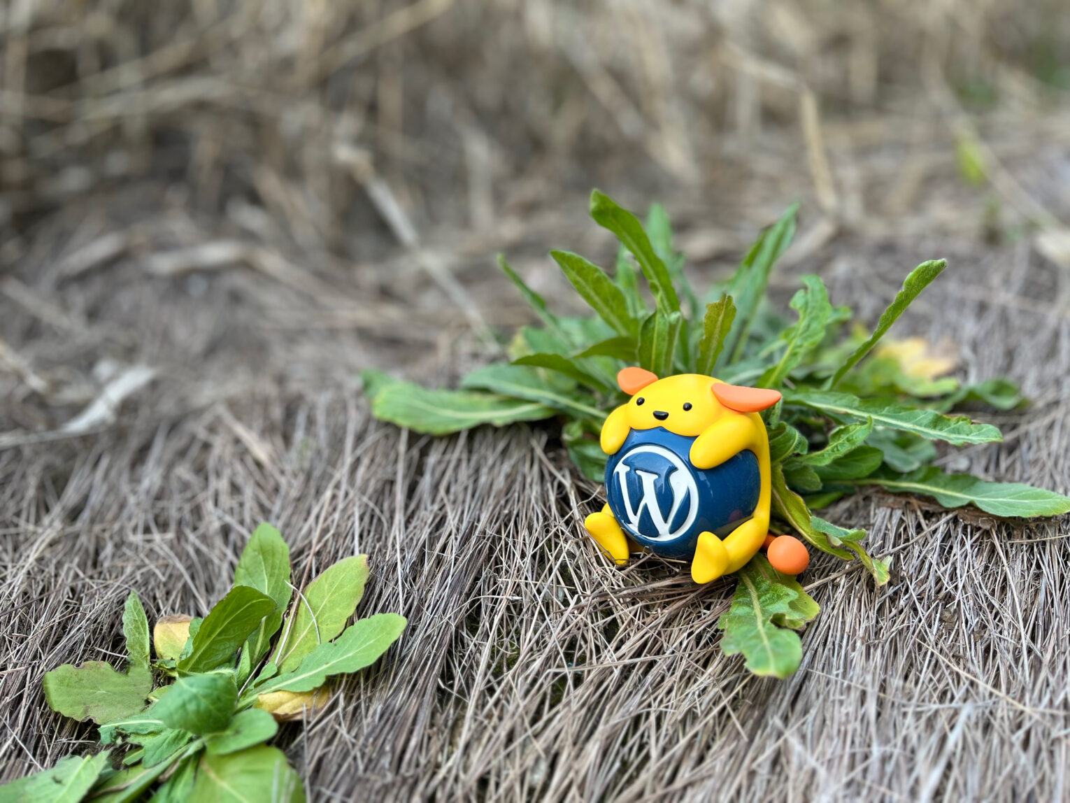 为 WordPress 生态添加色彩，Wapuu 高清 4K 壁纸开放共享。